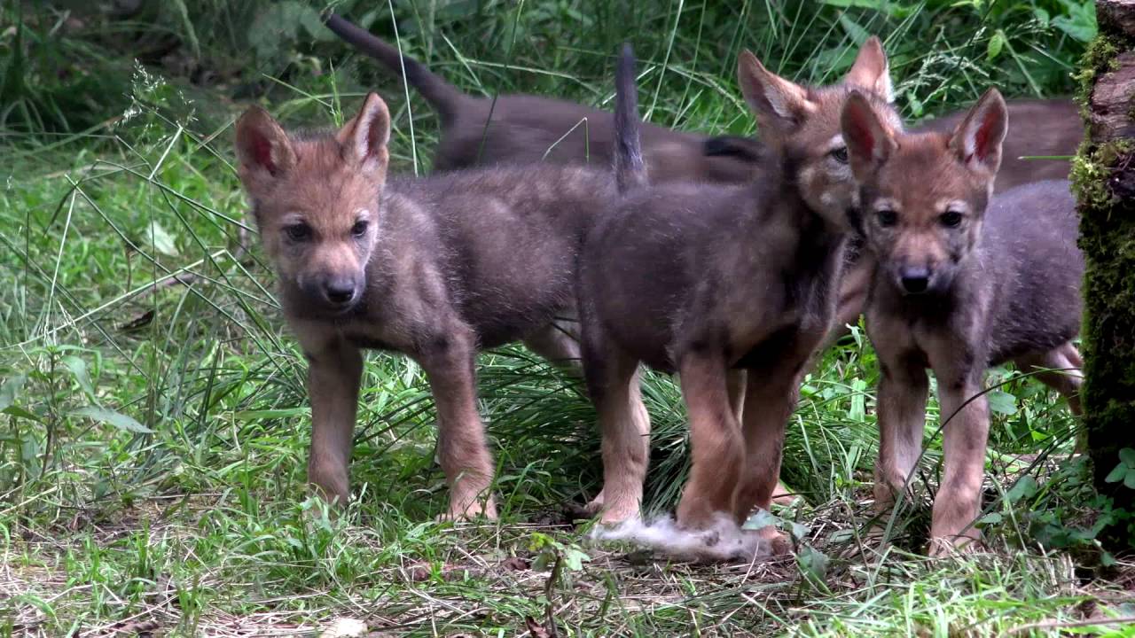 Hoeveel Jongen Krijgt Een Wolf Per Jaar
