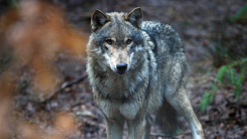 Wolves return to Netherlands after 140 years - BBC News - Geschiedenis Van De Wolf In Nederland