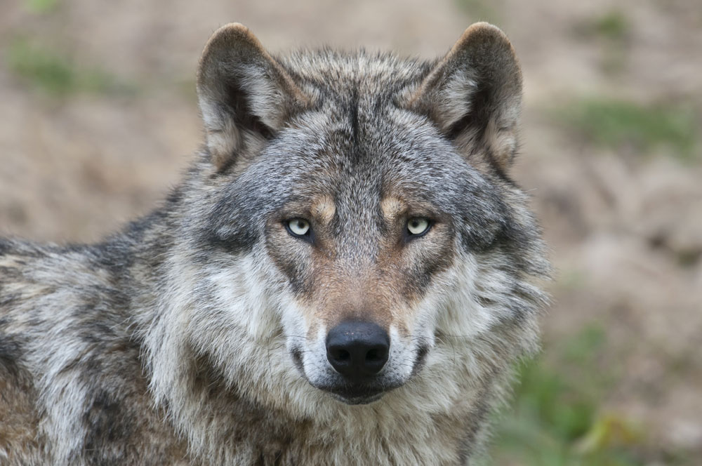 Wolves - WUR - Hoe Is De Wolf In Nederland Gekomen