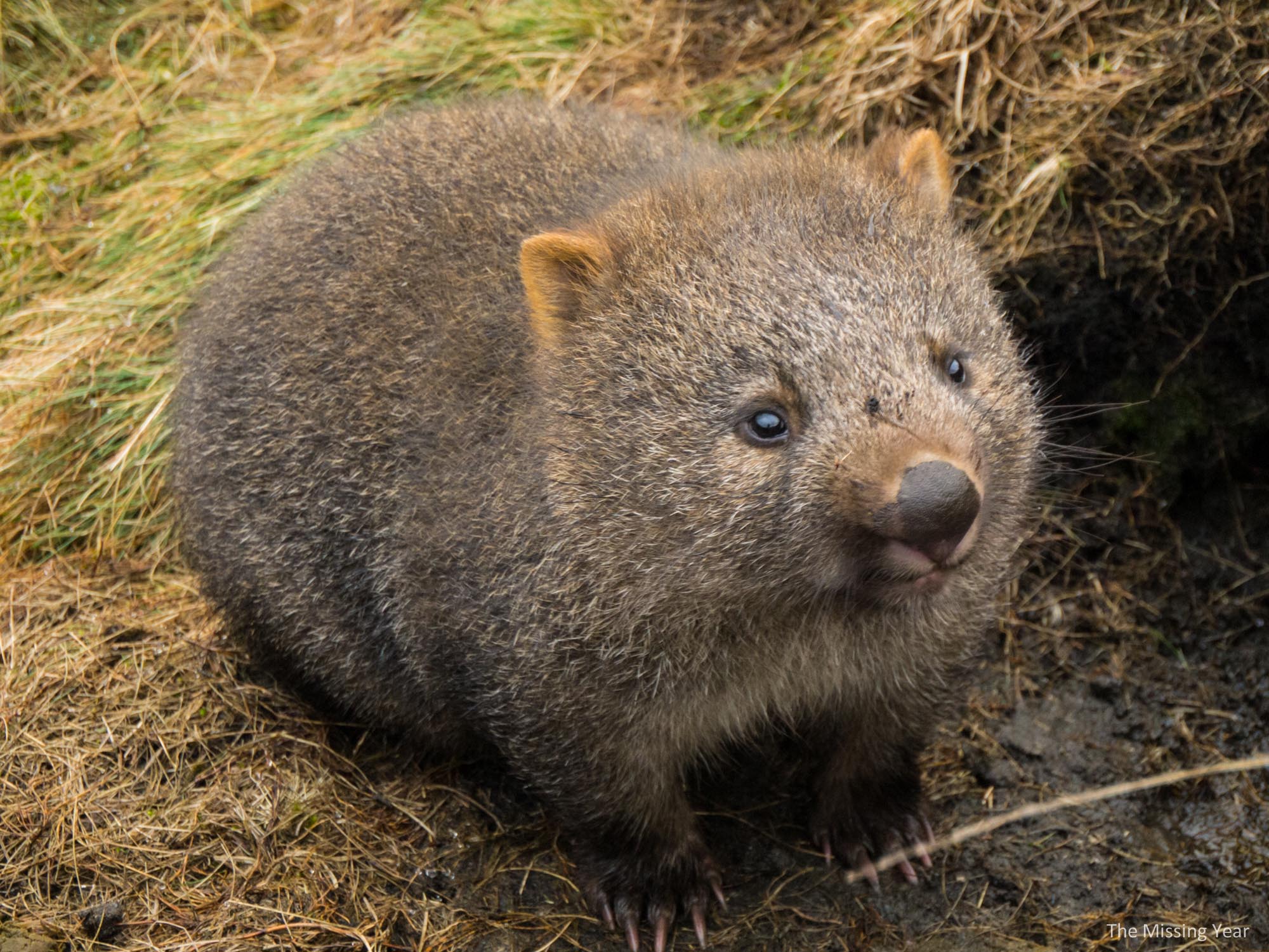 WOMBATS | 2048 - Wat Zijn Kangoeroes Wombats En Koala's