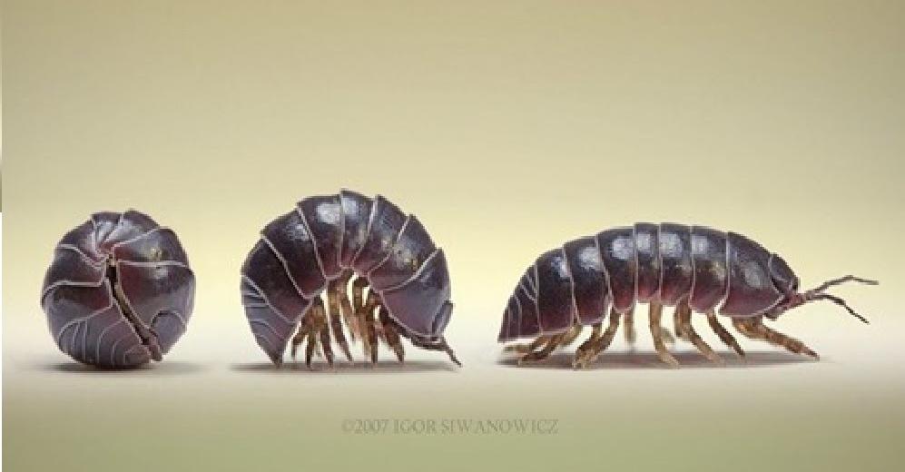 Woodlice/Rolipollies/Ball bugs; eliminate Heavy Metals from The Earth - Wat Eten Pissebedden In De Tuin