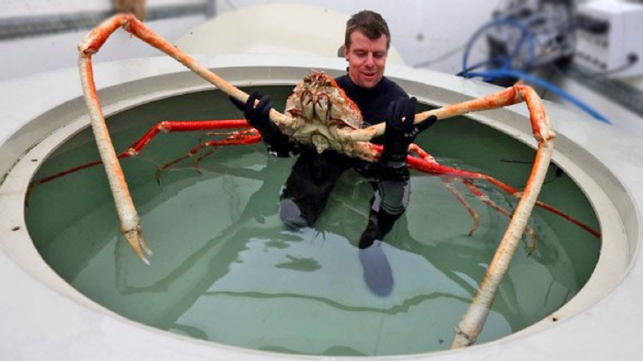 World's Biggest Crabs - YouTube - Hoe Groot Is De Grootste Krab Ter Wereld