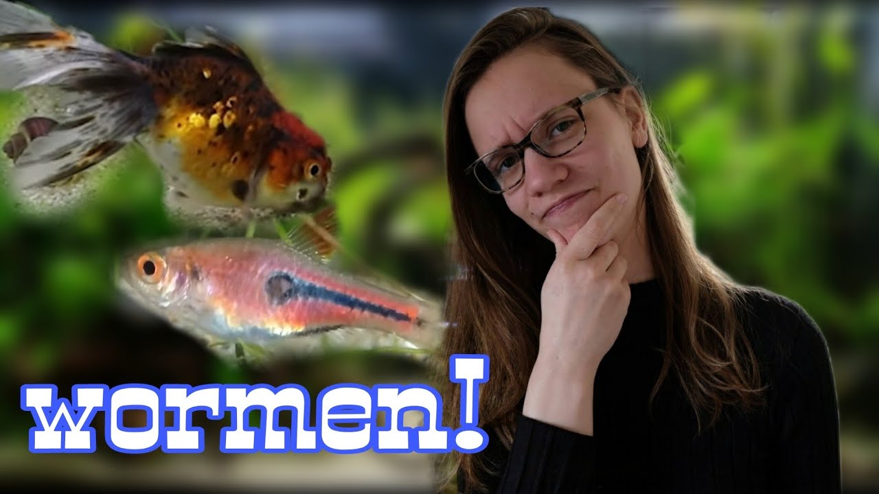 WORM bij Vissen in het AQUARIUM Herkennen en bestrijden!//Nickey - Waarom Geen Vis Bij Prednison