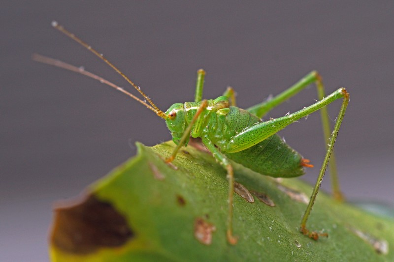 www.insectenparadijs.nl – De wondere wereld van insecten - Bruin Insect Met Lange Voelsprieten