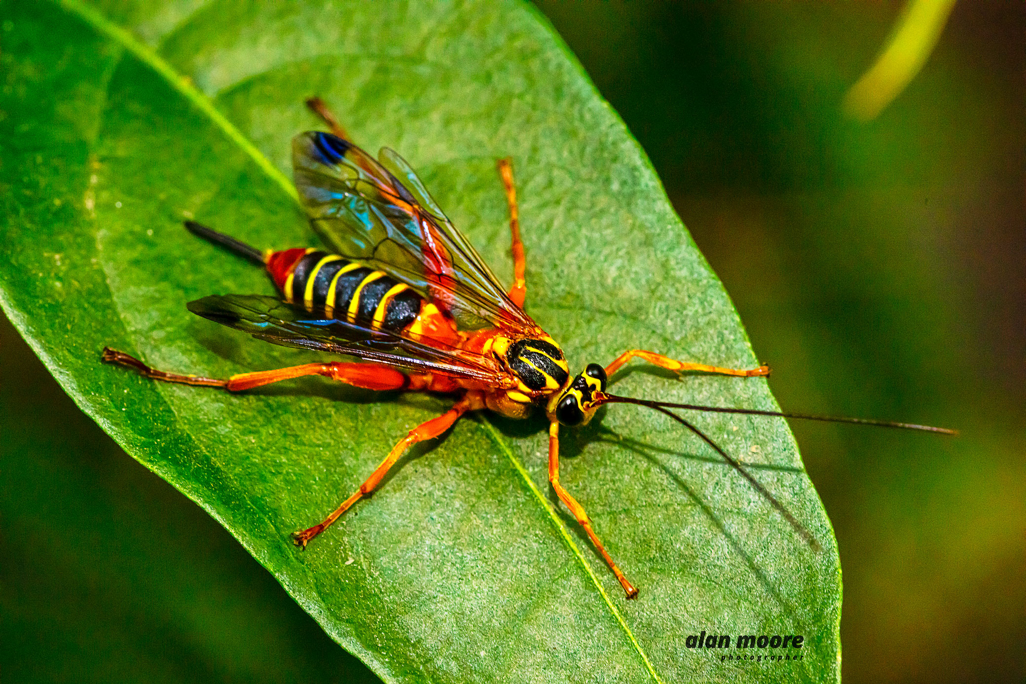 Yellow-banded Ichneumon Wasp Echthromorpha agrestoria | Mount Gravatt - Wasp Reporter Answers Volume 22