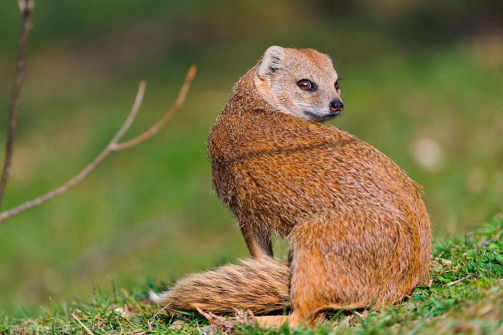 Yellow mongoose looking back | I like taking mongoose pictur… | Flickr - Back Up Maken Naar Externe Harde Schijf