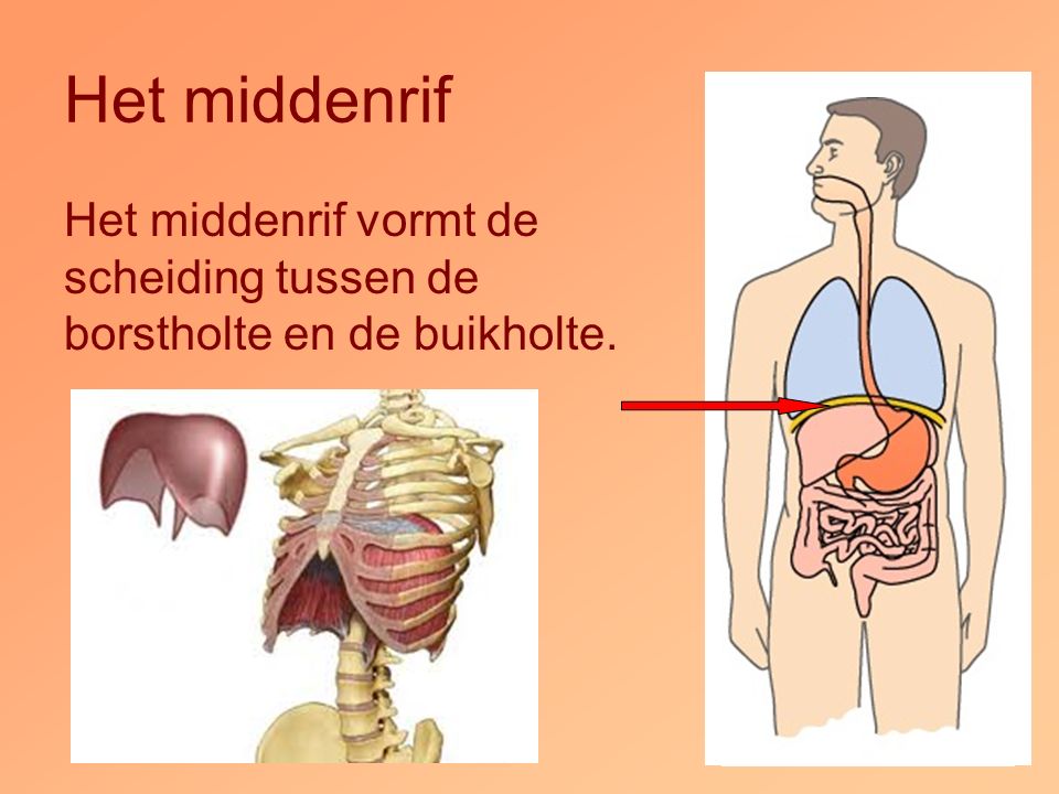 Welke Drie Organen Gaan Door Het Middenrif Heen