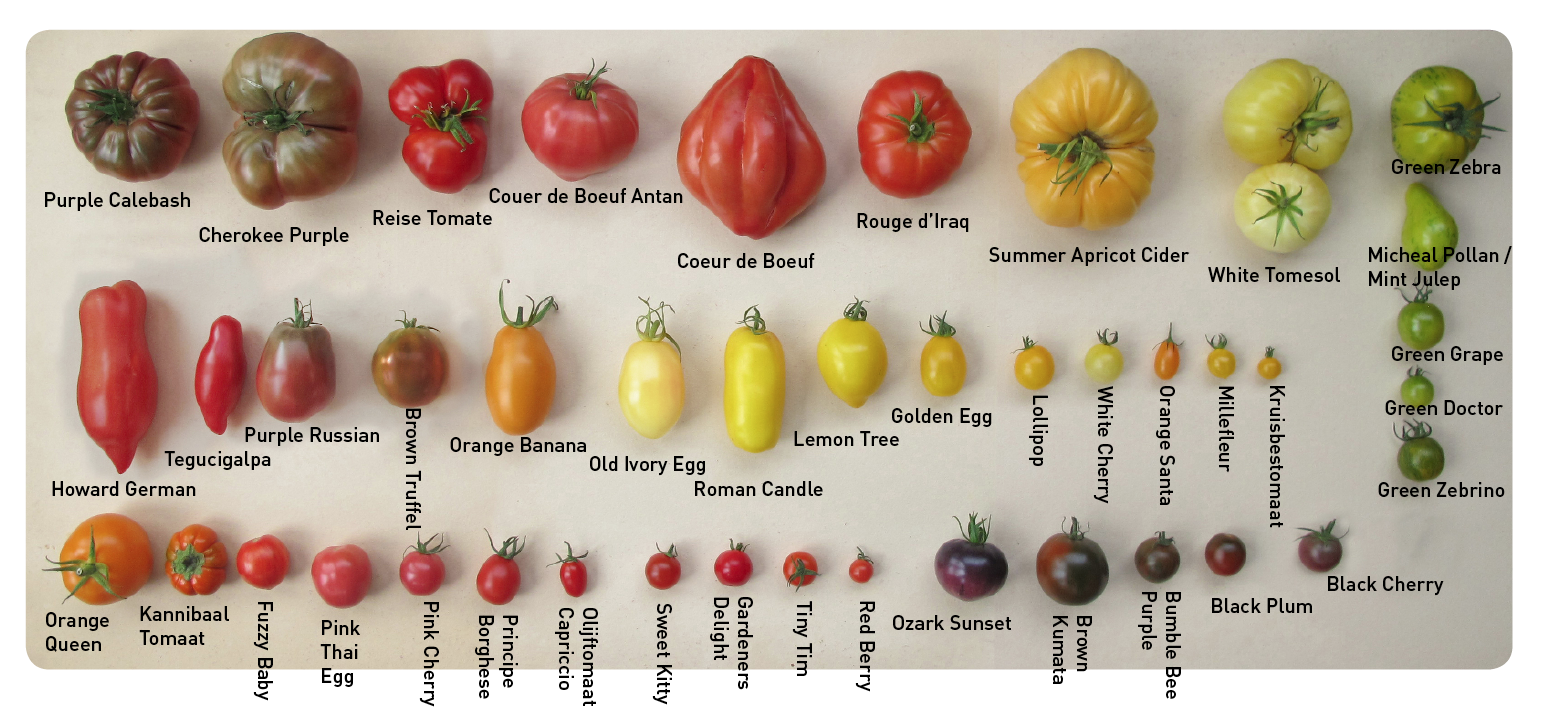 Hoeveel Soorten Tomaten Zijn Er