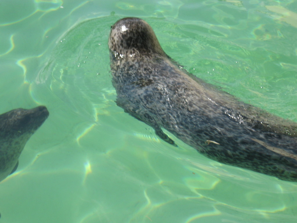 Zeehond in het water | Marty Jongepier | Flickr - Hoe Lang Kan Een Zeehond Onder Water Blijven