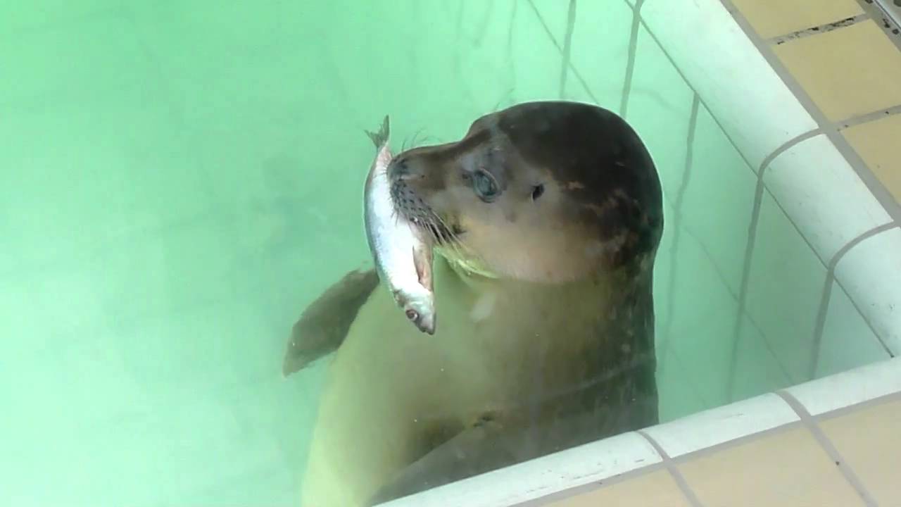 Hoeveel Vis Eet Een Zeehond Per Dag