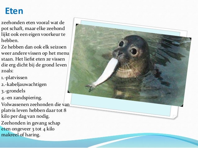 Hoe Lang Kan Een Zeehond Onder Water Blijven