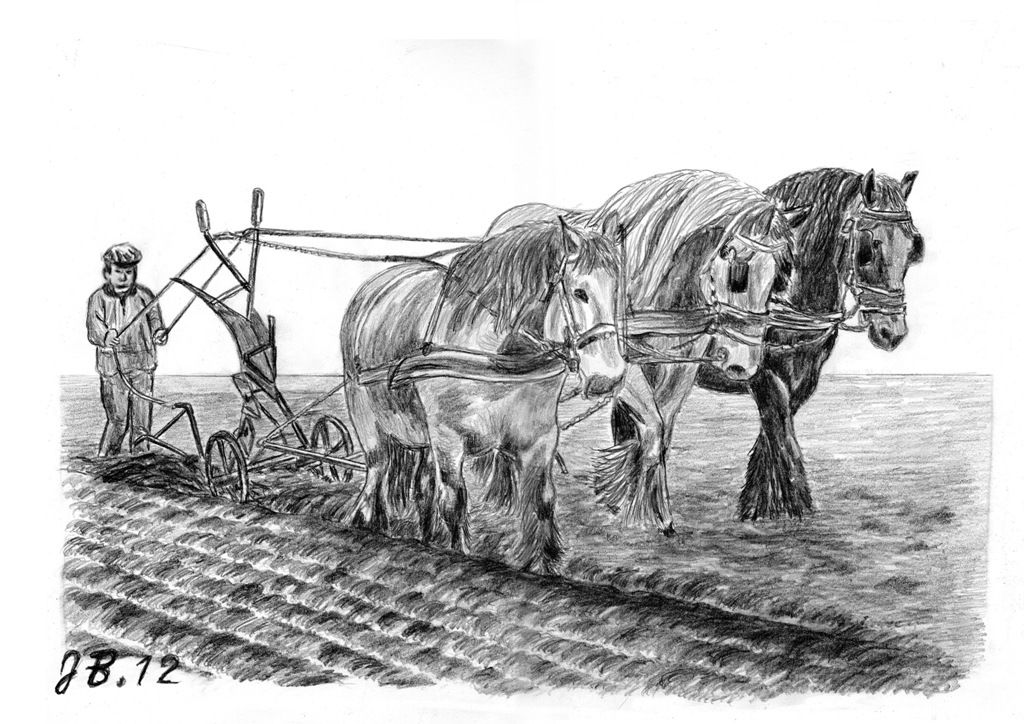 Zeeuwse paarden 3 span voor de ploeg potlood 30 x 40 cm - Hongerige Dieren Voor De Ploeg