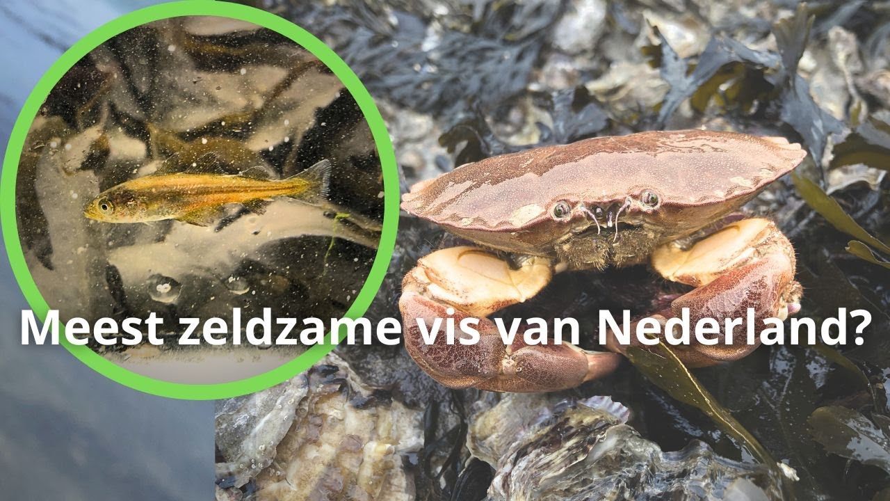 Zeldzame vissen Nederland, zeevissen, paling en meer in zeeland - YouTube - Welke Awards Zijn Er In Nederland
