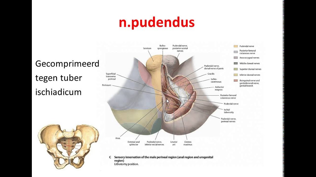 zenuwen been en bekken n pudendus - YouTube - Waar Zitten Je Bekken Vrouw