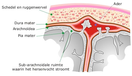ZENUWSTELSEL - BASALE GANGLIA | Zenuwstelsel, Hersenvocht, Medisch - Bloeding Tussen Schedel En Hersenvlies