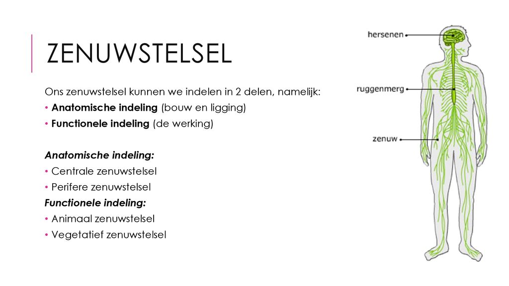 Zenuwstelsel D ppt download - Uit Welke Delen Bestaat Het Centrale Zenuwstelsel