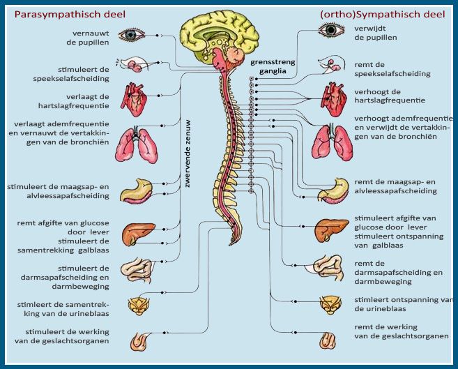 Zenuwstelsel_Overgang Brain Anatomy, Human Body Anatomy, Medical - Verschil Sympatisch En Parasympatisch Zenuwstelsel