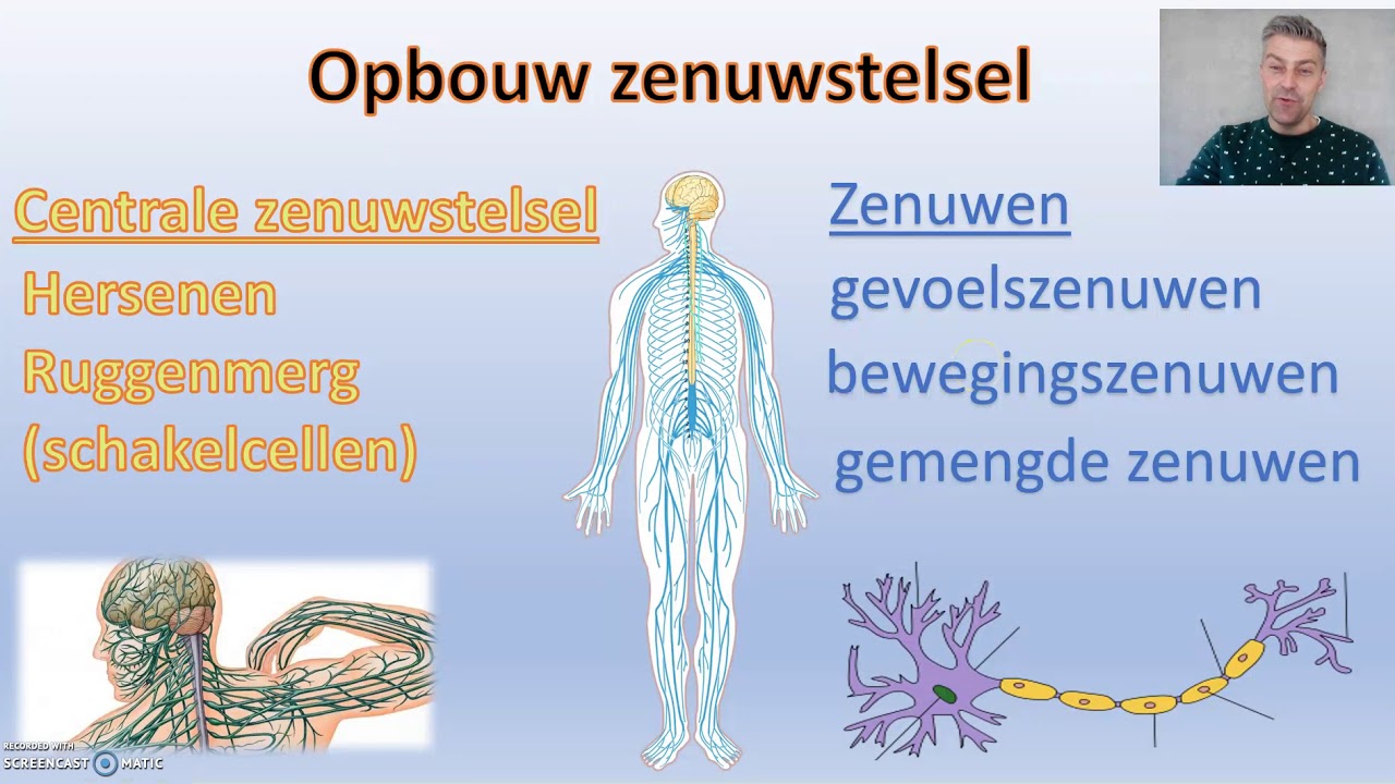 Zenuwstelsel - thema 5 regeling Biodam - 1 van 3 - YouTube - Dit Geeft Stevigheid Aan Ons Lichaam