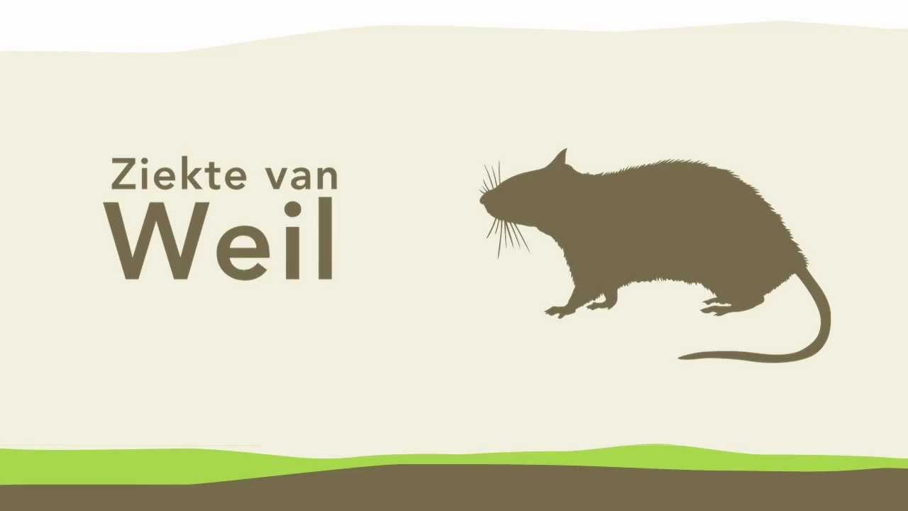 Symptomen Van Ziekte Van Pfeiffer