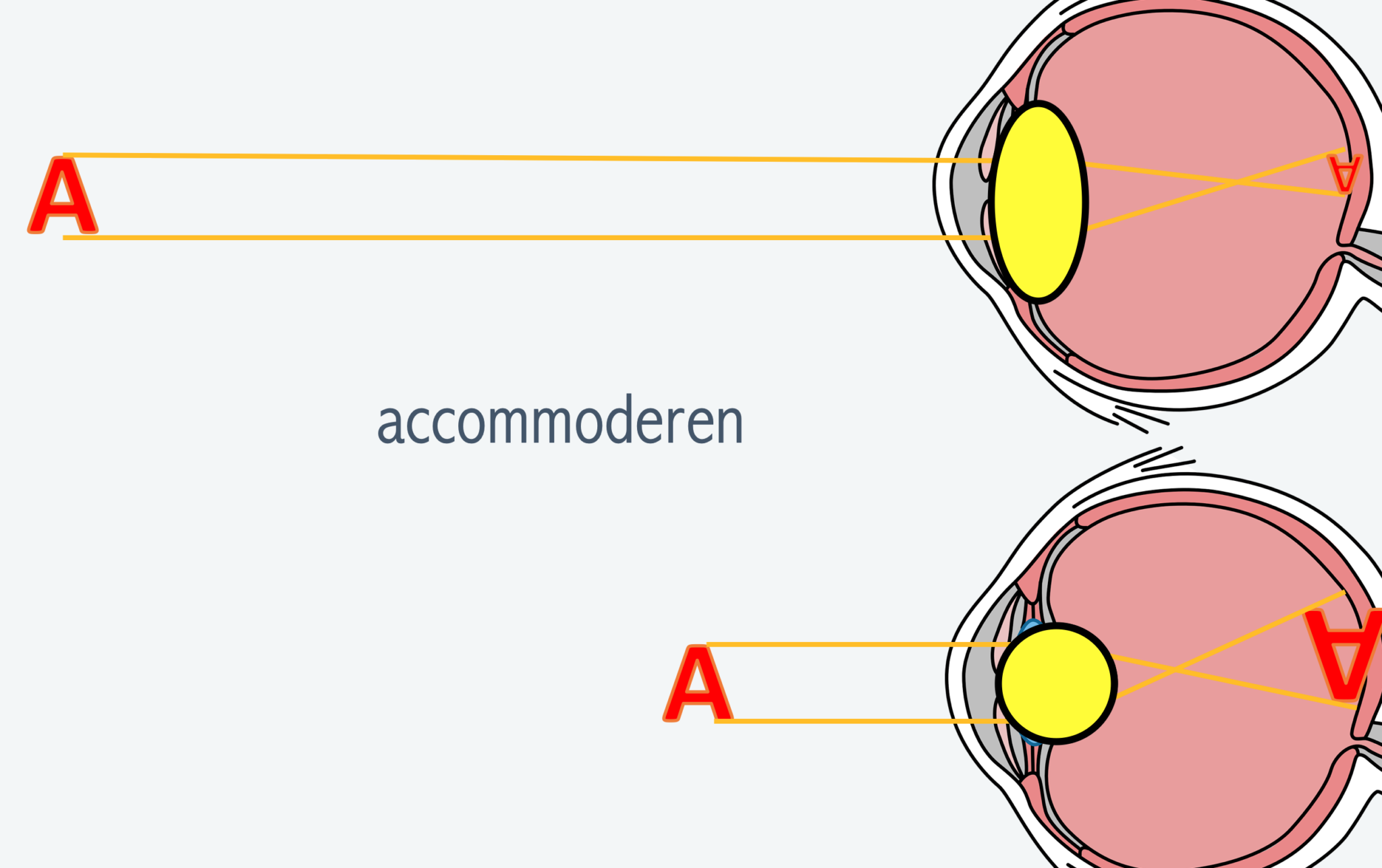 Zien – Biojuf - Spijker Met Een Grote Bolle Kop