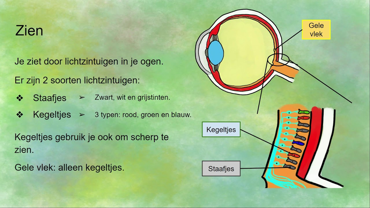 Zien: werking van het oog - staafjes, kegeltjes en pupilreflexen - YouTube - Waar Zit Je Evenwichtsorgaan In Je Lichaam