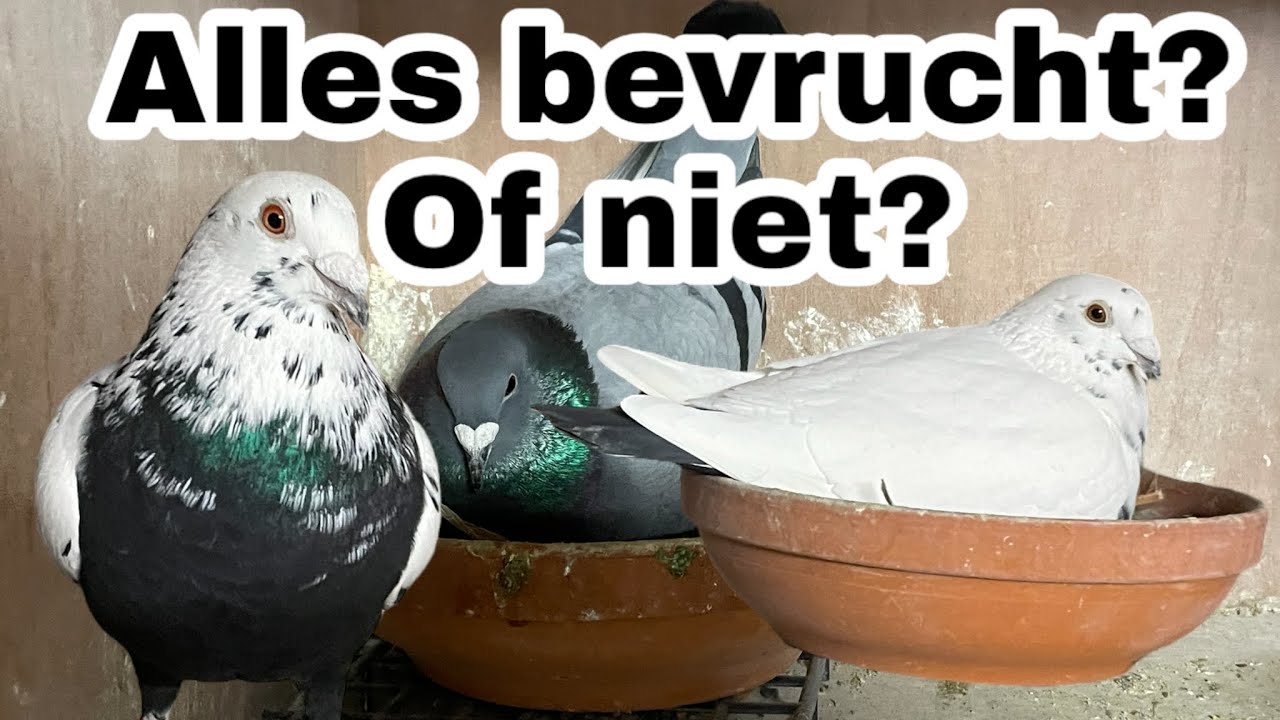 Zijn alle eieren bevrucht? | Postduiven kweken | Seizoen 2023 | - YouTube - Hoe Weet Een Postduif Waar Hij Heen Moet