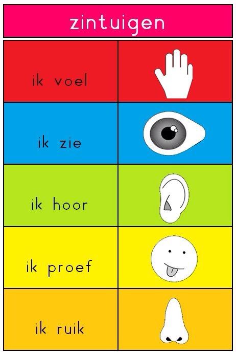 Zintuigen Five Senses Preschool, My Five Senses, Learn Dutch, Learn - Wat Zijn De 5 Zintuigen