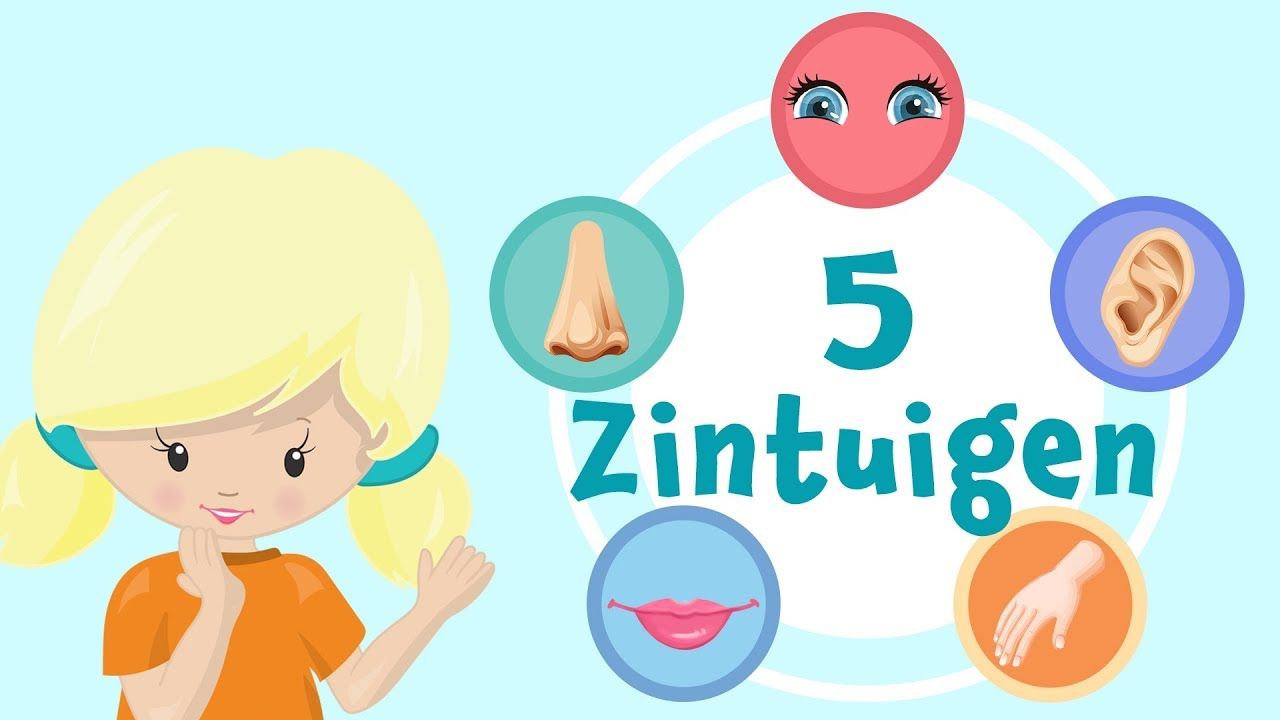 Wat Zijn De 5 Zintuigen