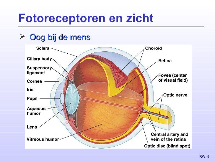 Zintuigfysiologie (2) - Staafjes En Kegeltjes In Het Oog