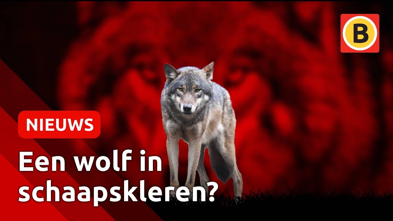 ZO herken je een WOLF | Omroep Brabant - YouTube - Mag Je Een Wolf Als Huisdier Hebben