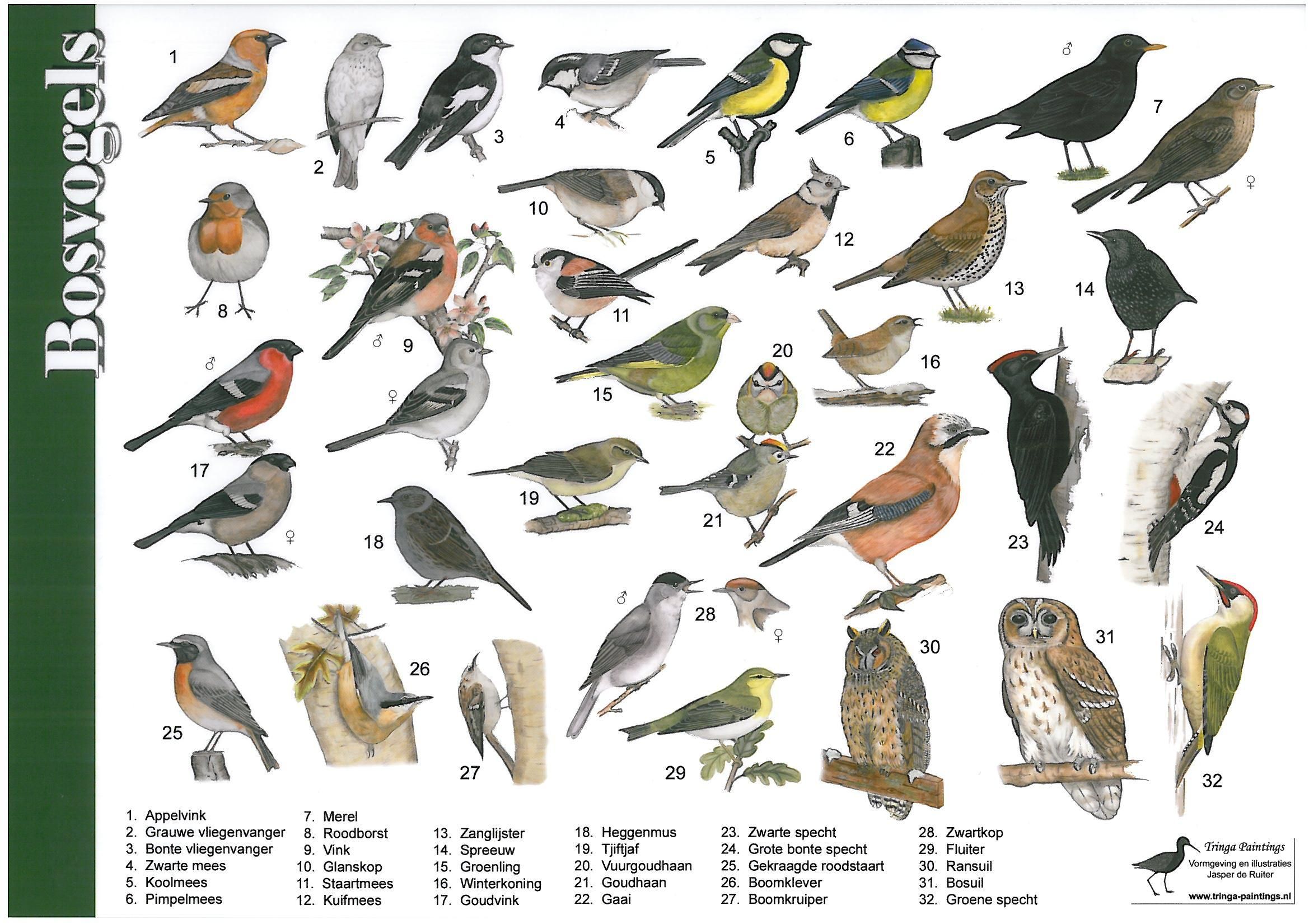 Zoekkaart bosvogels | Pet birds, Animals of the world, Animals and pets - Afbeeldingen Van Vogels In Nederland