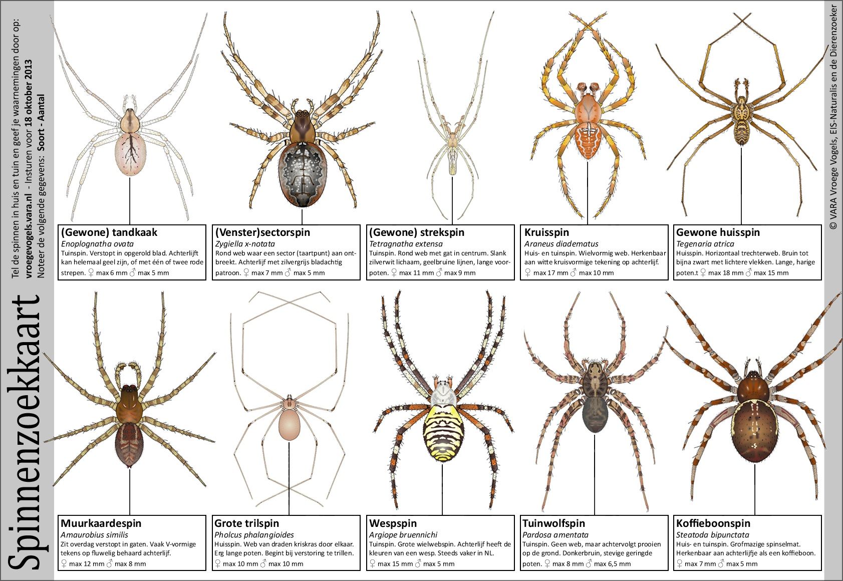 zoekkaart spinnen Outdoor Classroom, Forest School, All Nature, Spider - Hoeveel Spinnen Zijn Er Op De Wereld