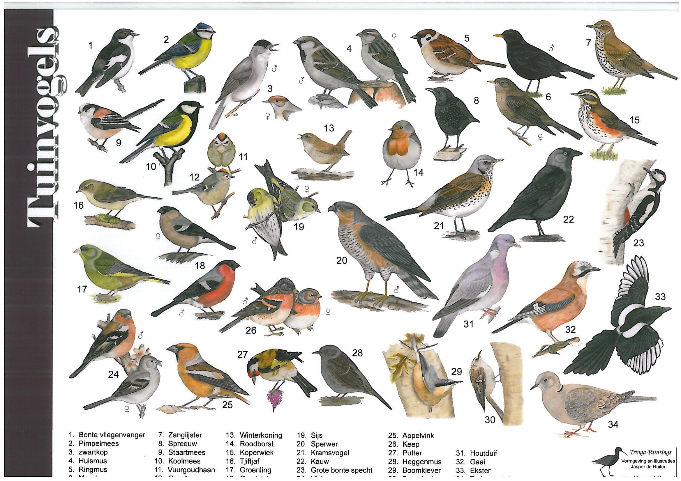 Zoekkaart Tuinvogels | Vogels, Natuur, Prachtige vogels - Vogels Herkennen In De Tuin