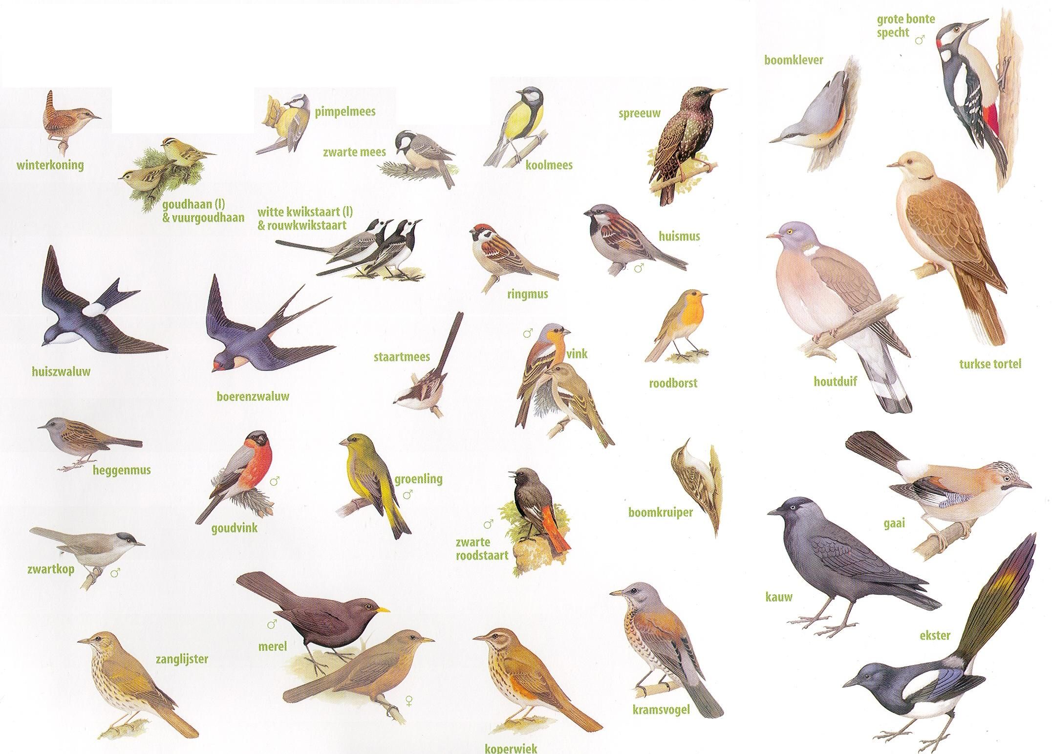 Afbeeldingen Van Vogels In Nederland