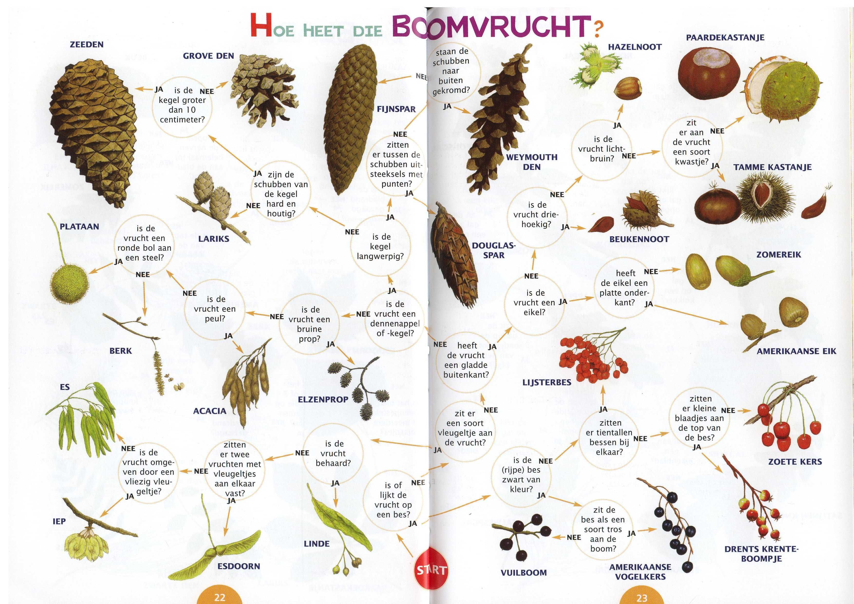 Zoekkaarten | Herfst activiteiten, Tuin en dier, Ideeën planten - Welke Vrucht Is Naar Een Land Genoemd