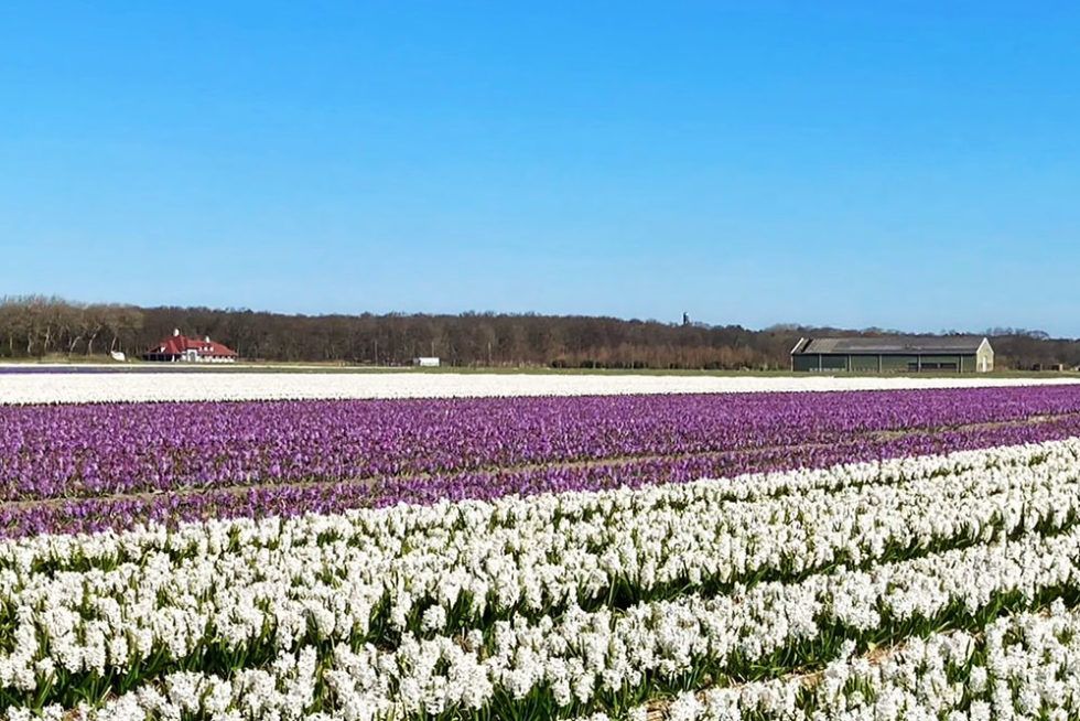 Zomervakantie Zuid Holland 2025 - Keri Selena - Wanneer Heeft Zuid Holland Zomervakantie