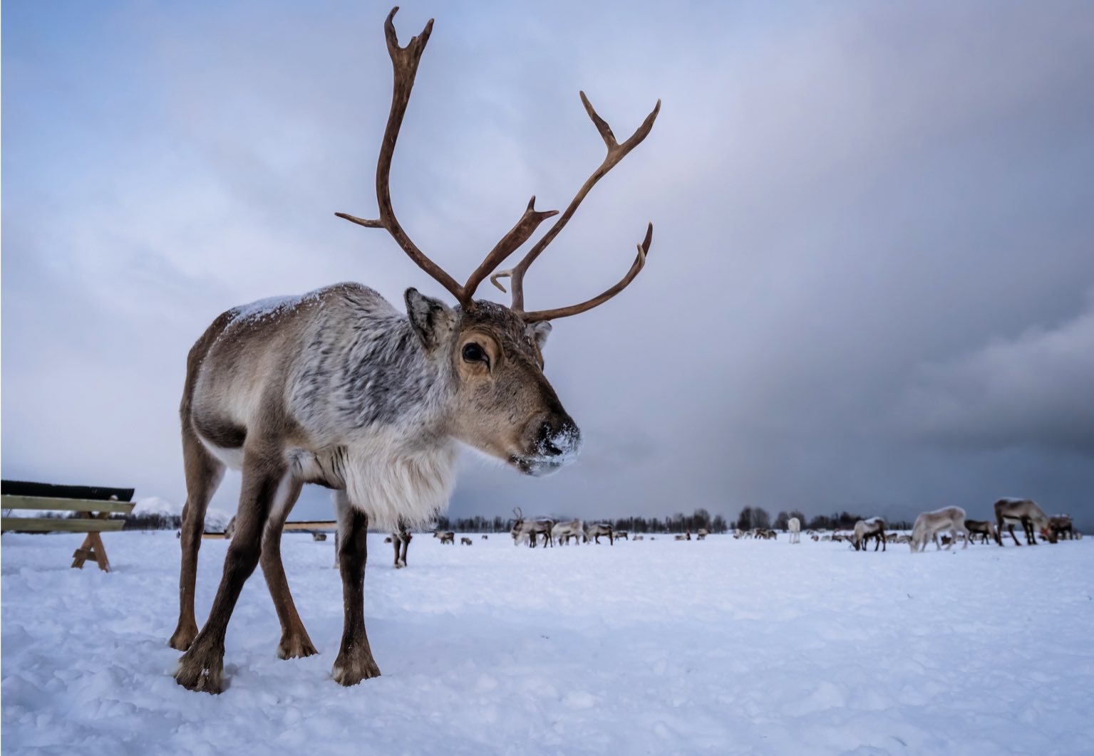 Zoom sur le caribou, animal emblématique canadien | Les Trésors d'érable - Animal Farm Samenvatting Per Hoofdstuk