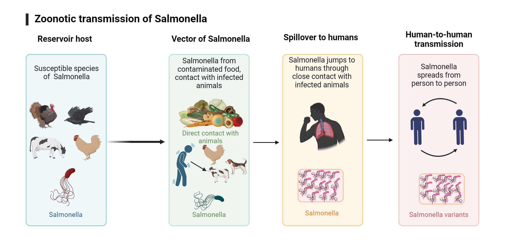 Zoonotic Transmission of Salmonella | BioRender Science Templates - Hoe Groot Is De Kans Op Salmonella