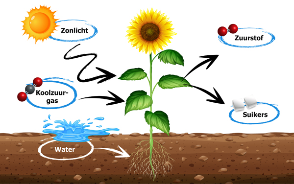 Zuurstof - Een Plant Kan Zuurstof Maken Bij Welk Levenskenmerk Hoort Dit