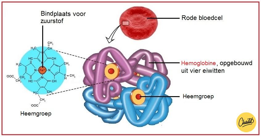 Hoe Komt Een Embryo Aan Zuurstof En Voedingsstoffen