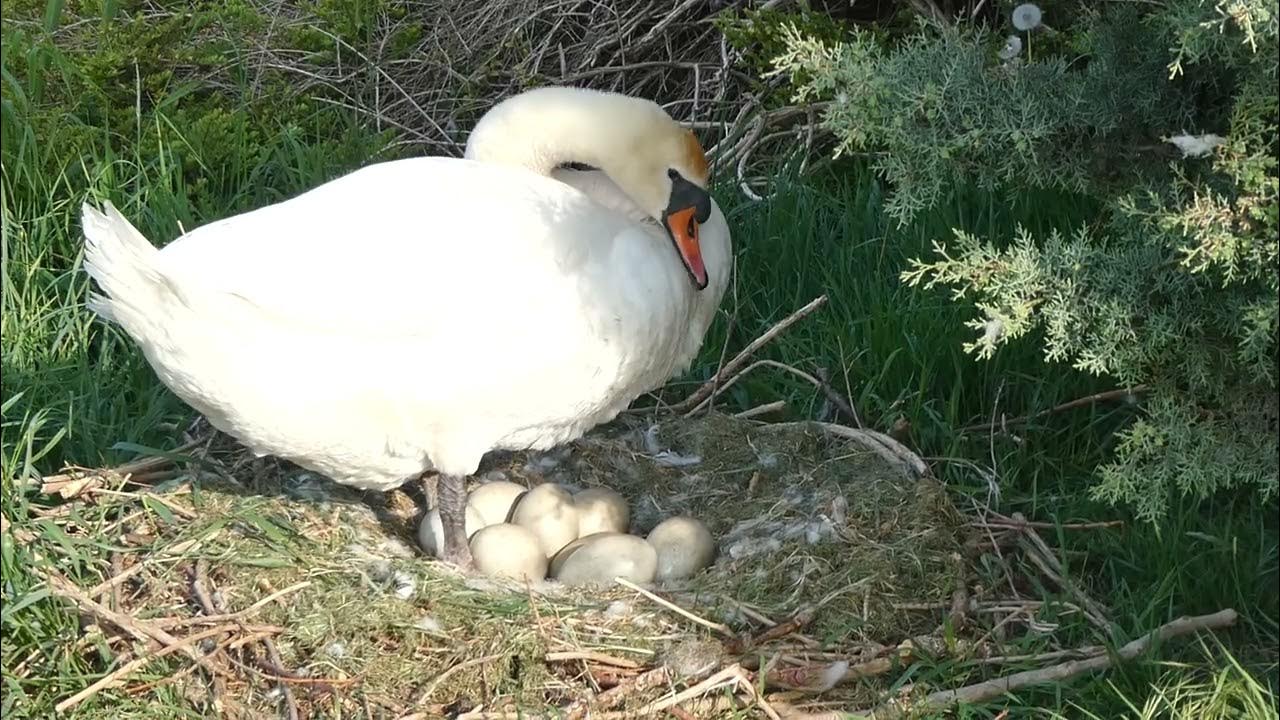 Zwaan met eieren! - YouTube - Hoeveel Eieren Legt Een Zwaan