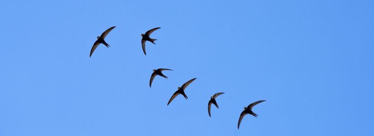 Zwaluwen horen bij de zomer! Een overzicht van de verschillende - Veel Zwaluwen In De Lucht Wat Betekent Dat