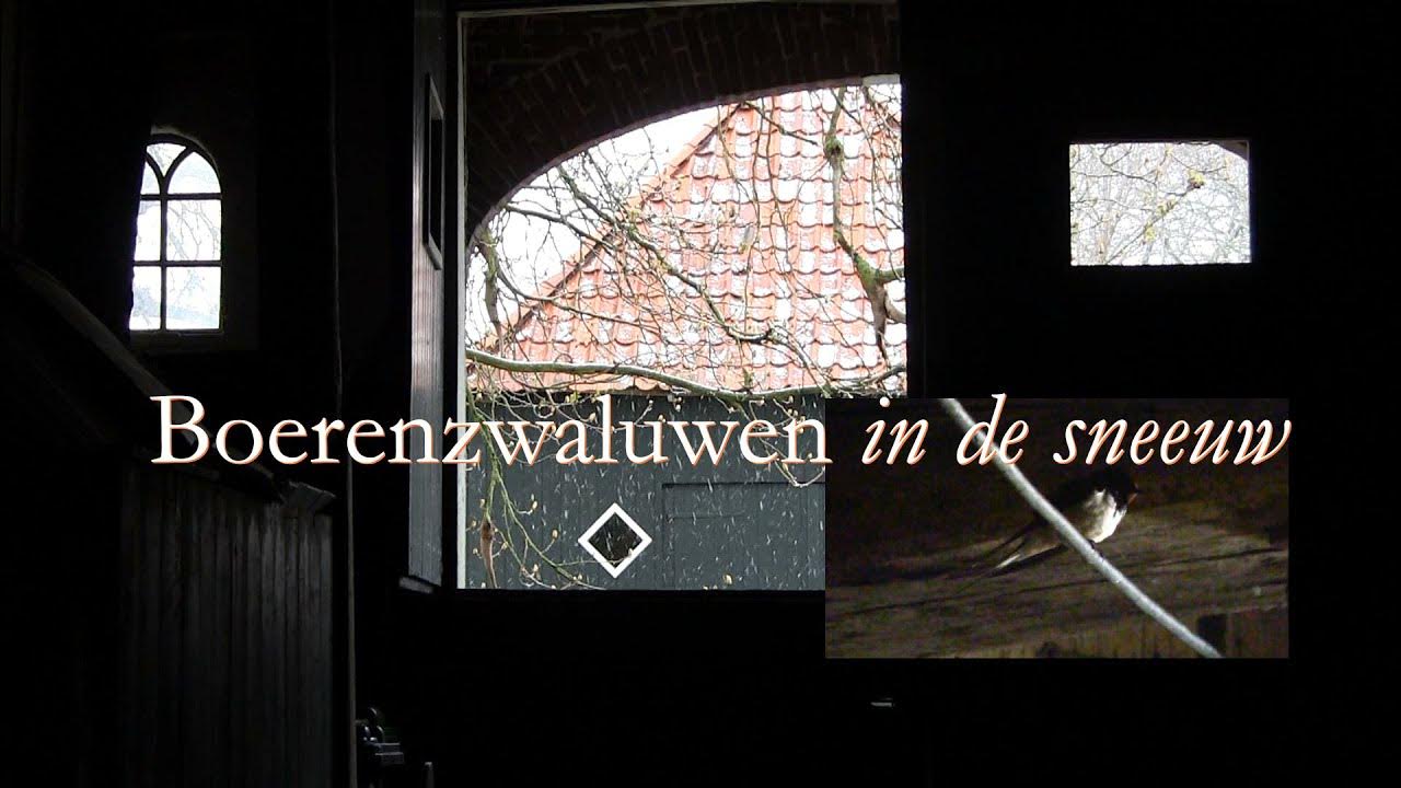 Zwaluwen in de sneeuw - YouTube - Veel Zwaluwen In De Lucht Wat Betekent Dat