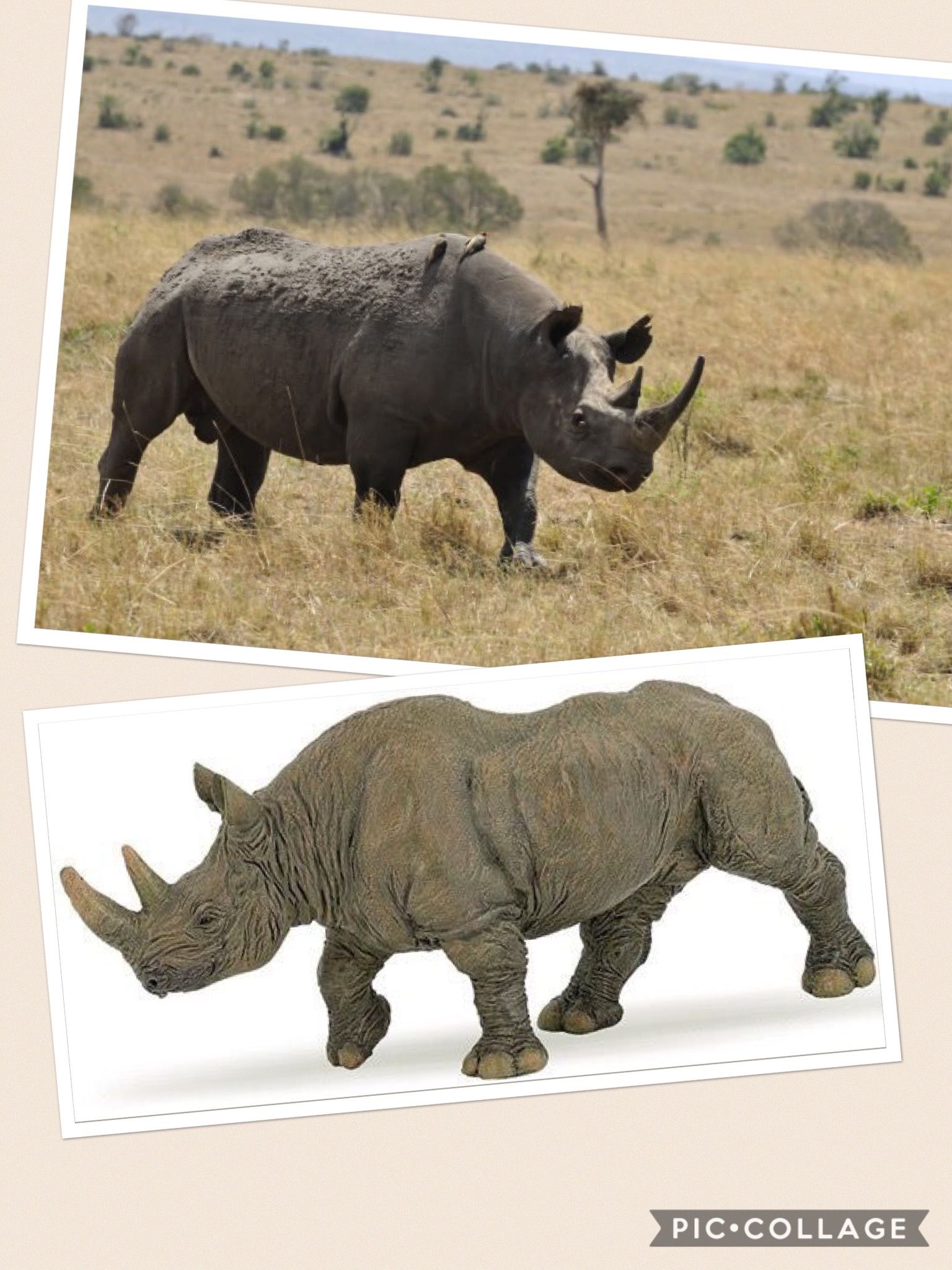 Zwarte neushoorn | Neushoorn, Zwart - Hoeveel Zwarte Neushoorns Zijn Er Nog