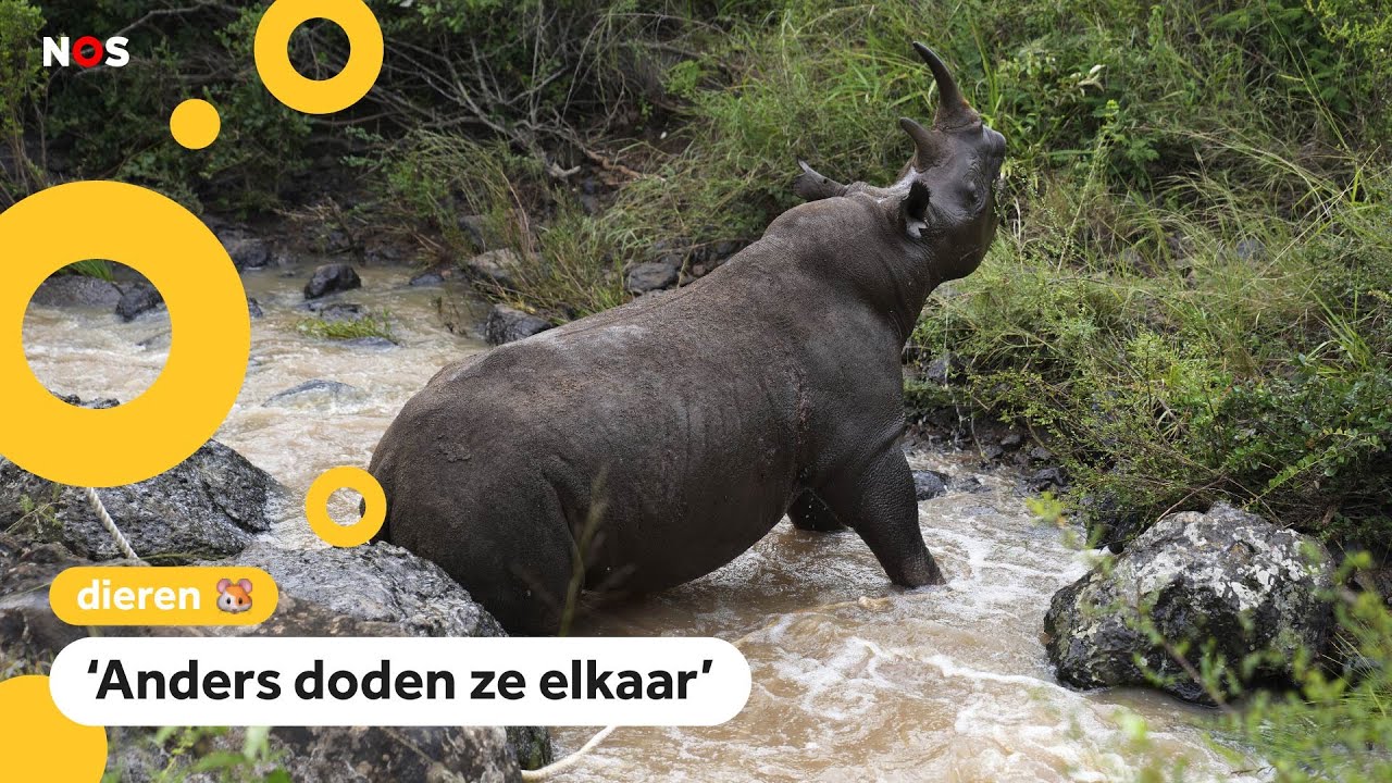 Hoeveel Zwarte Neushoorns Zijn Er Nog