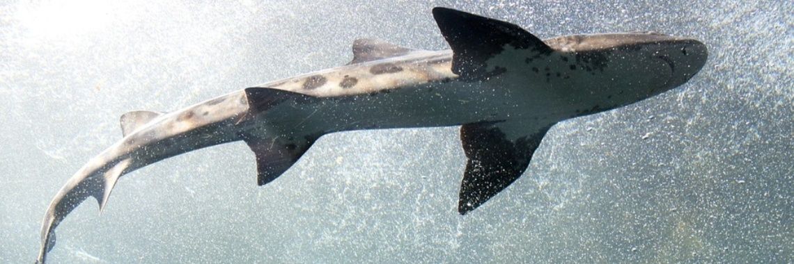 Zwemmen er haaien in de Waddenzee? | Monterey bay aquarium, Shark - Zwemmen Er Haaien In De Middellandse Zee