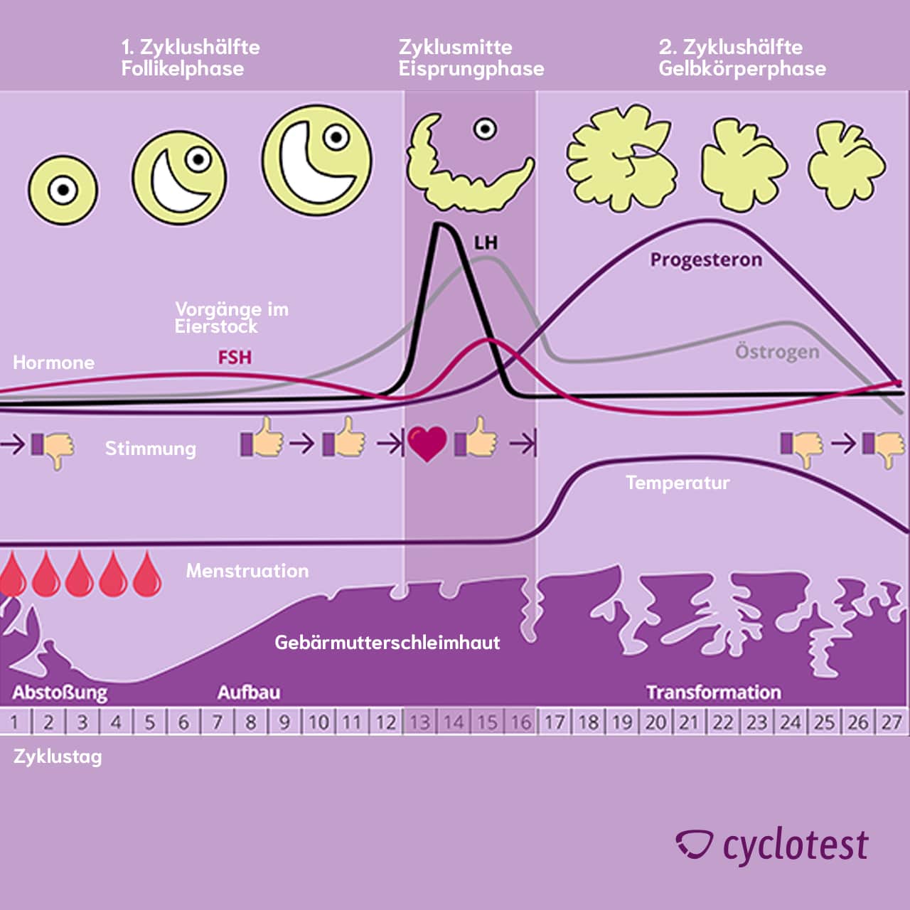 Zyklus: Wie ist der Menstruationszyklus? | cyclotest - Periode Kalender 2024 4 Weken